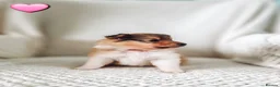 Shetland Sheepdog dogs for sale: STUNNING SHELTIE PUPPIES **KC REG** - Advert 6