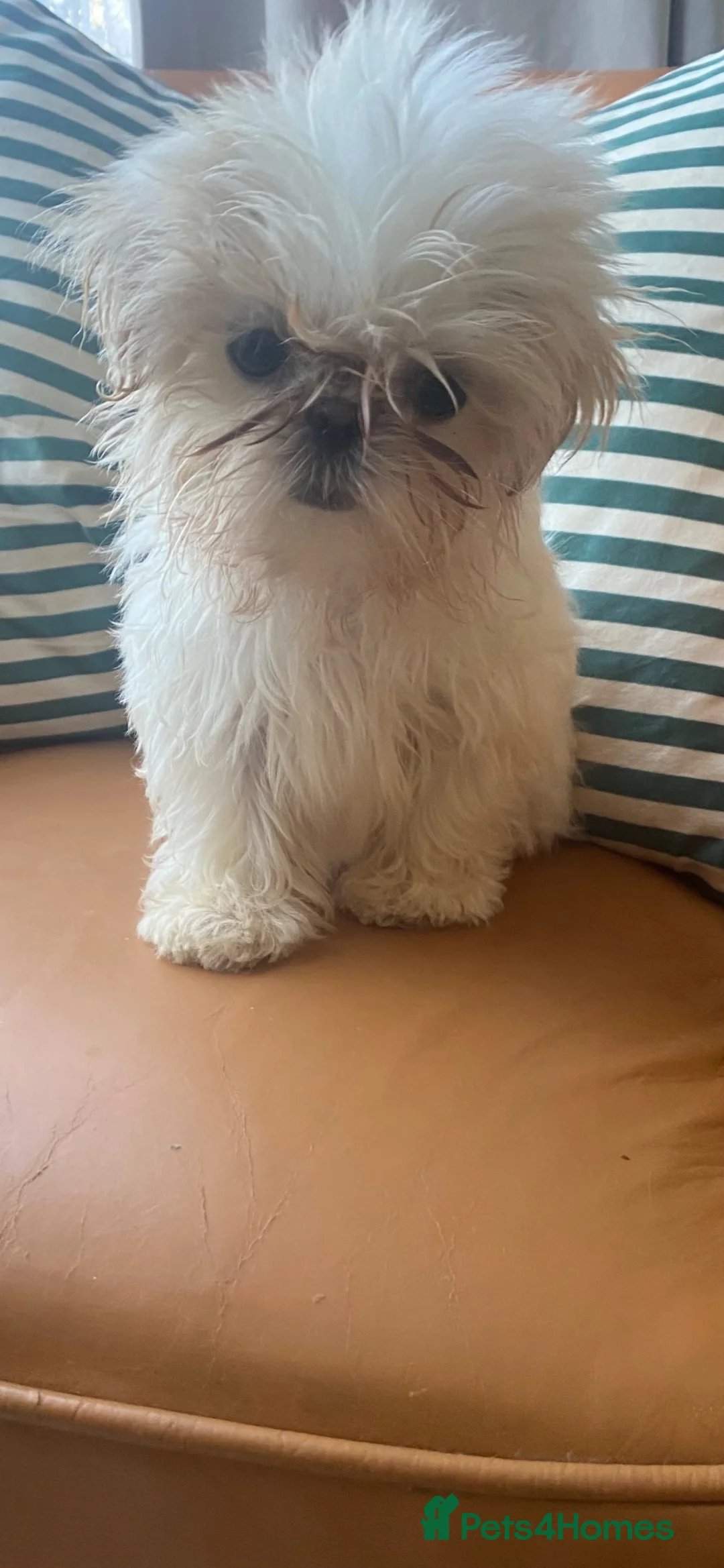 Shih Tzu dogs for sale: Beautiful imperial shihtzu pups for sale  - Advert 2