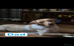 Labrador Retriever dogs for sale: Chunky Labrador retriever pups for sale - Image 4