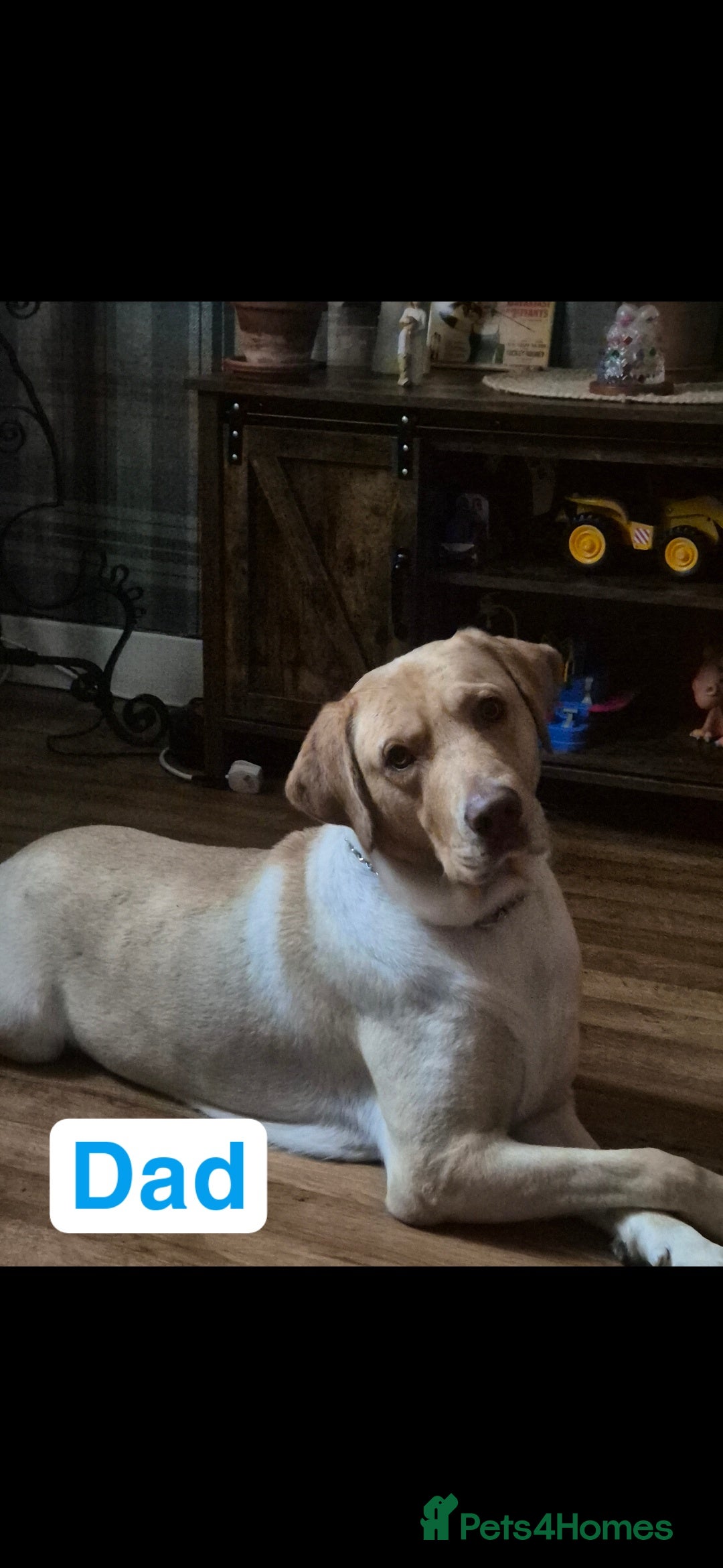 Labrador Retriever dogs for sale: Chunky Labrador retriever pups for sale - Image 4