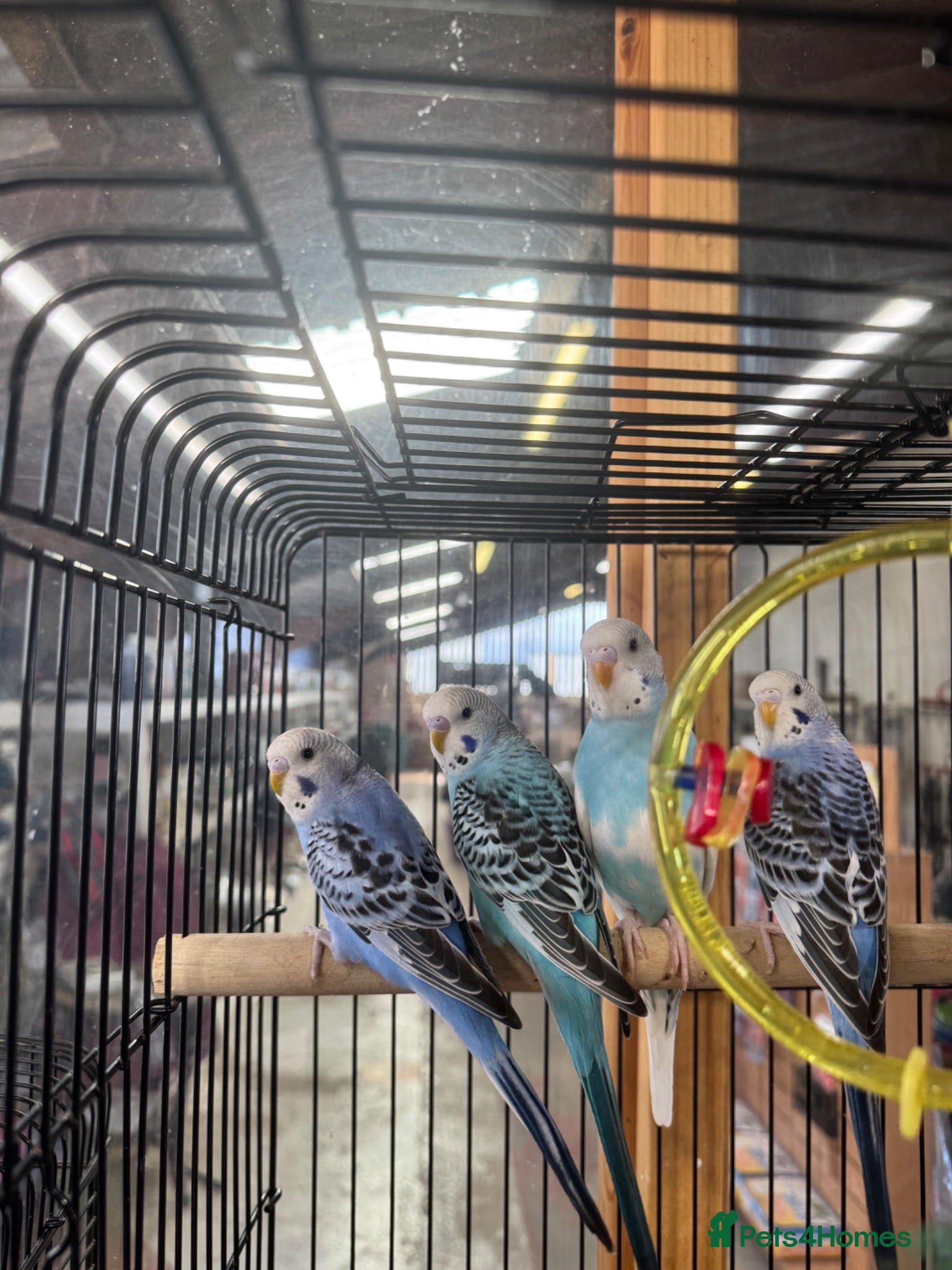 Budgerigars birds Beautiful blues and pied budgies for sale!  - Advert 2