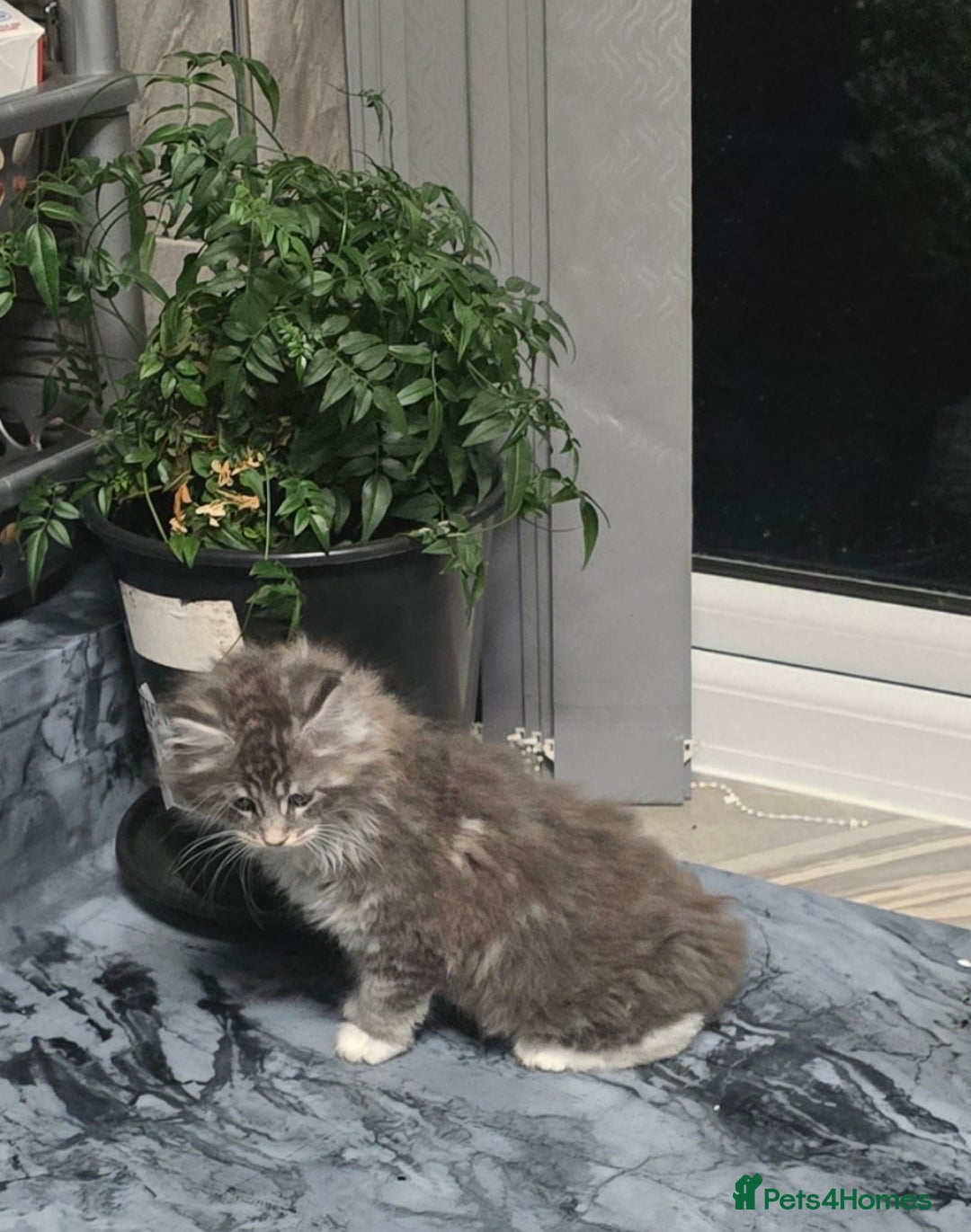 Maine Coon cats for sale: Giant maine coon kittens for sale  - Advert 8