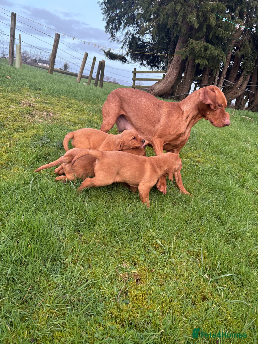 Mixed Breed dogs for sale: Vizslador pups for sale  in Newry - Advert 11