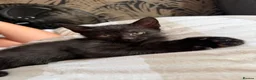 Mixed Breed cats for sale: Beautiful kittens  in Manchester - Advert 6