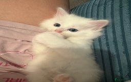 Mixed Breed cats for sale: White fluffy kittens for sale  - Image 12