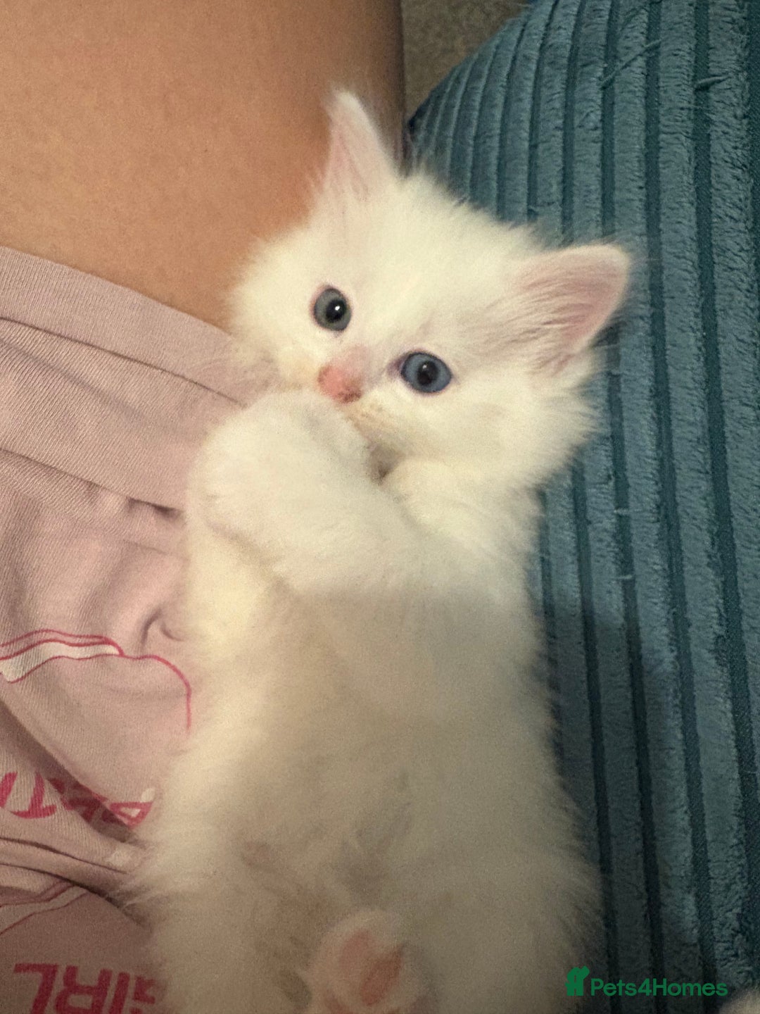 Mixed Breed cats for sale: White fluffy kittens for sale  - Image 12