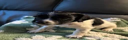 English Springer Spaniel dogs for sale: Beautiful litter 9 English Springer Spaniel pups - Advert 33