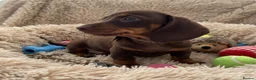 Miniature Dachshund dogs for sale: rainbow 🌈 litter of miniature dachshunds  - Advert 2