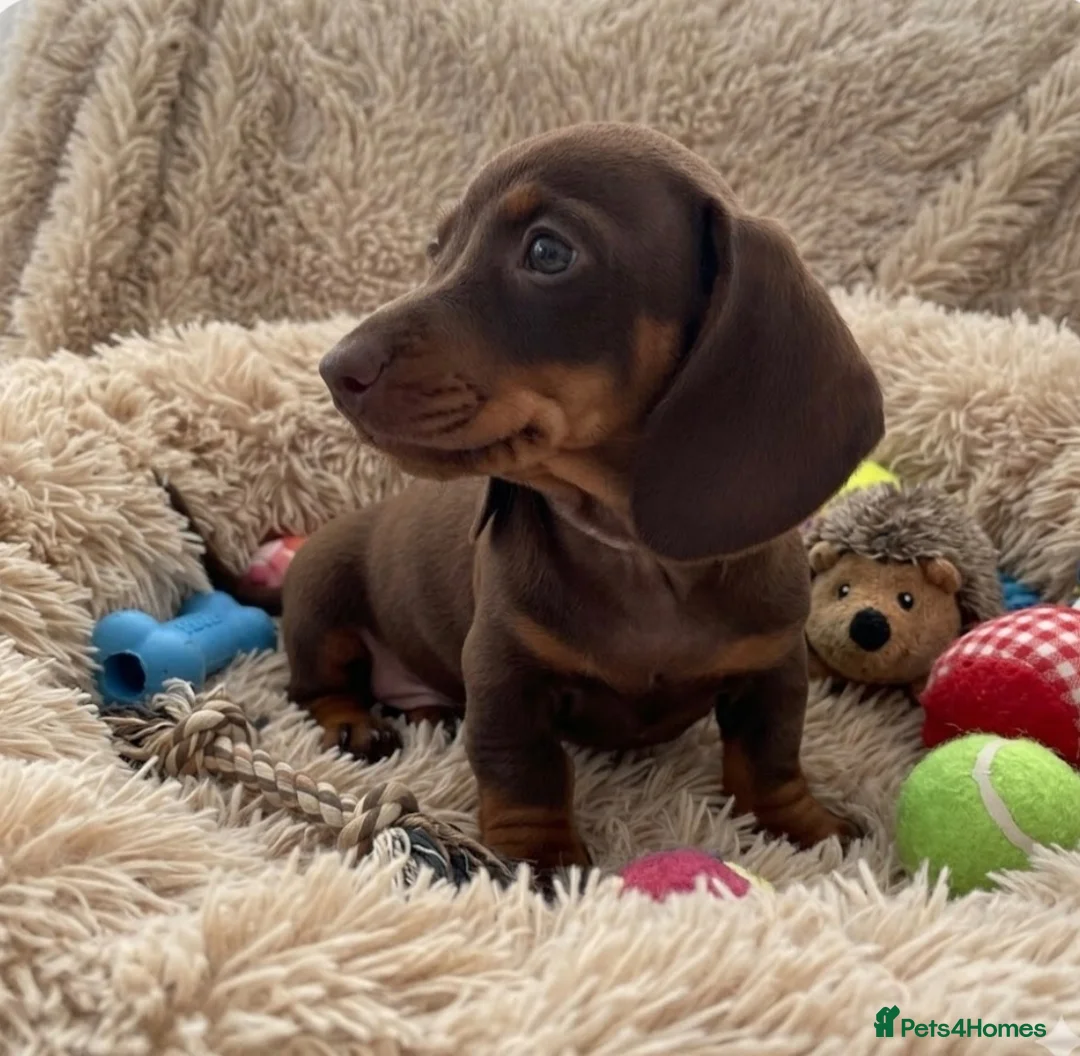 Miniature Dachshund dogs for sale: rainbow 🌈 litter of miniature dachshunds  - Advert 2