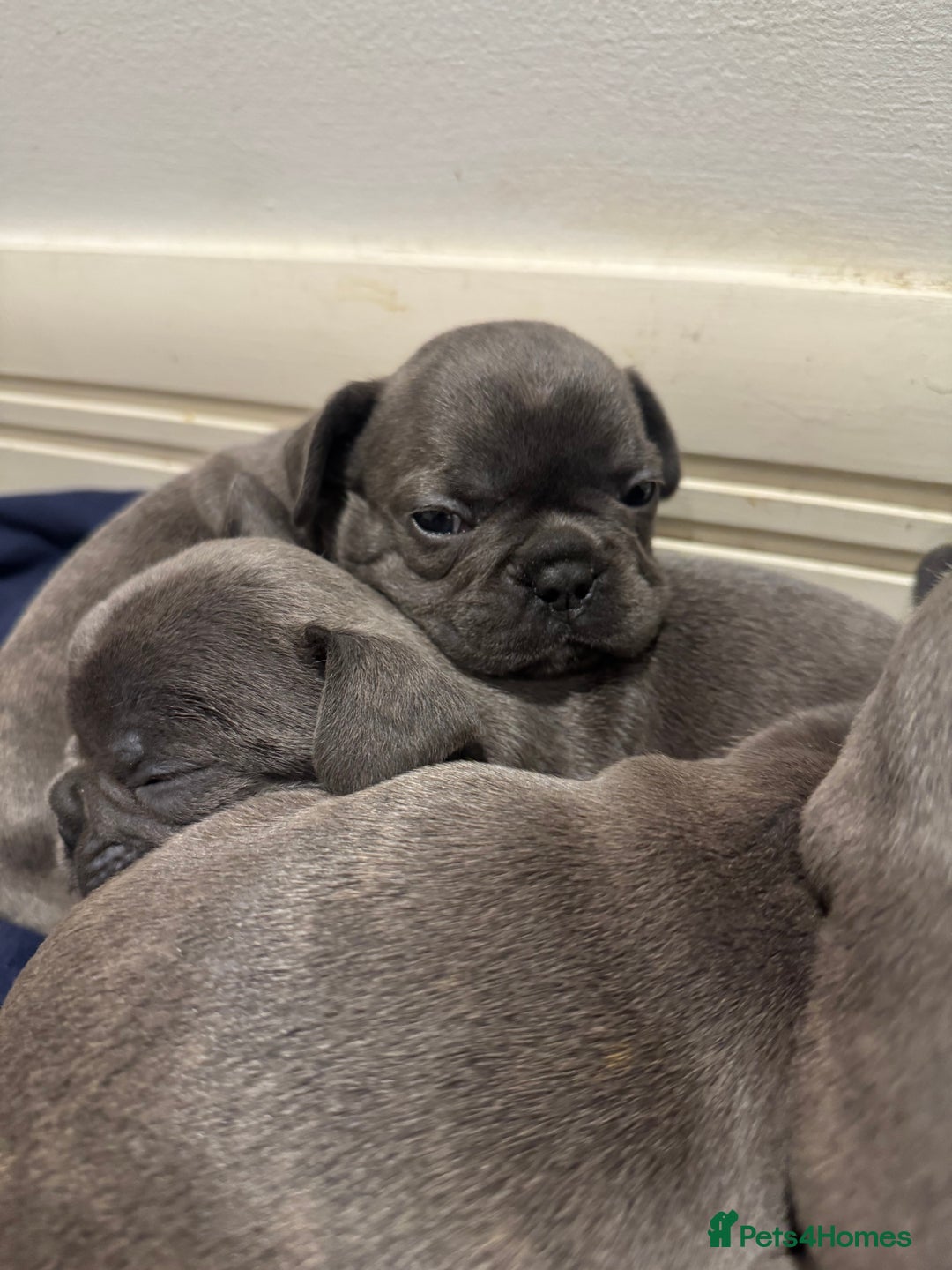French Bulldog dogs for sale: French bulldog puppies, 4 girls and 3 boys - Image 3