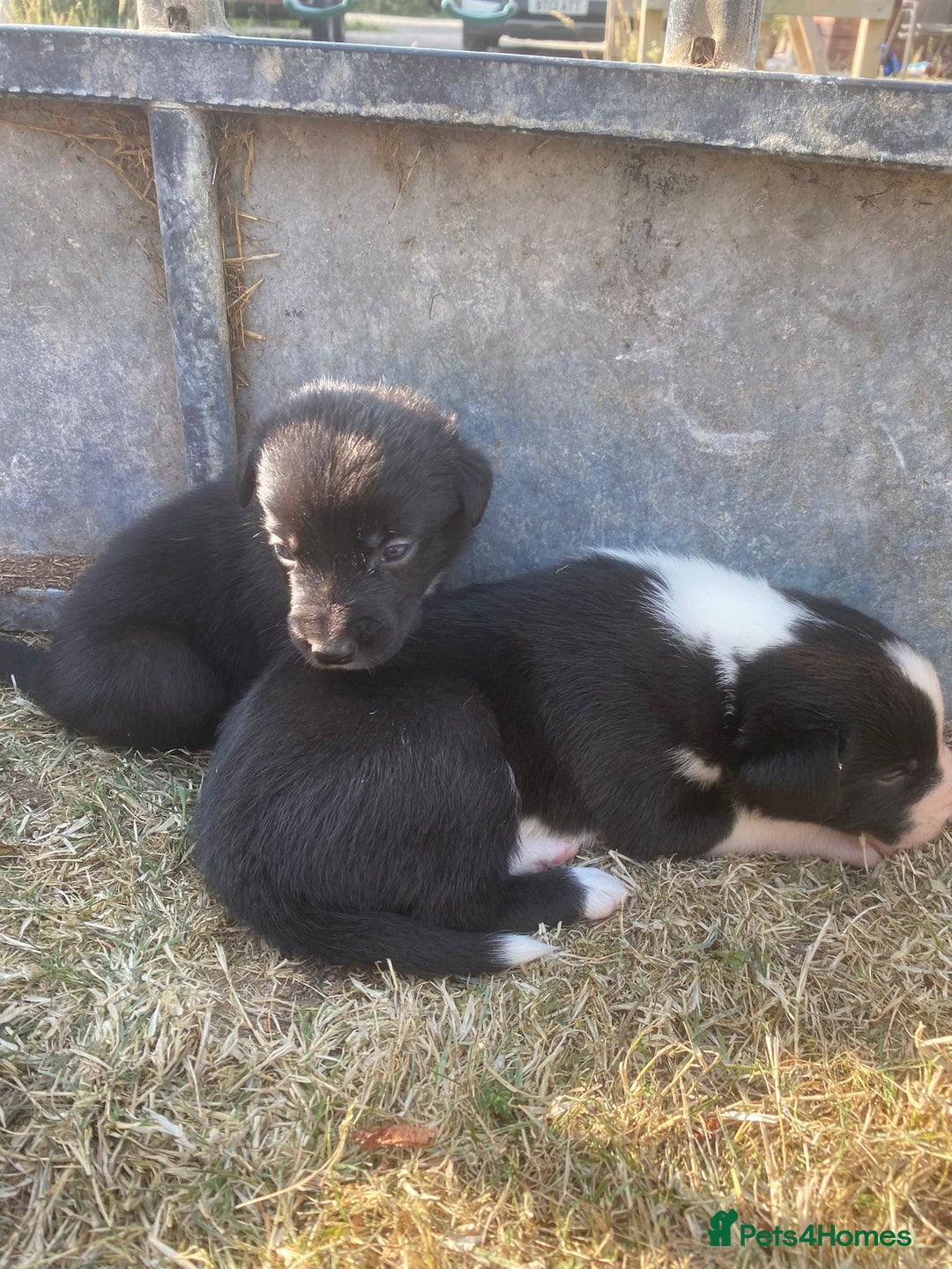 Mixed Breed dogs for sale: Beautiful Huntaway x Collie pups  - Image 32