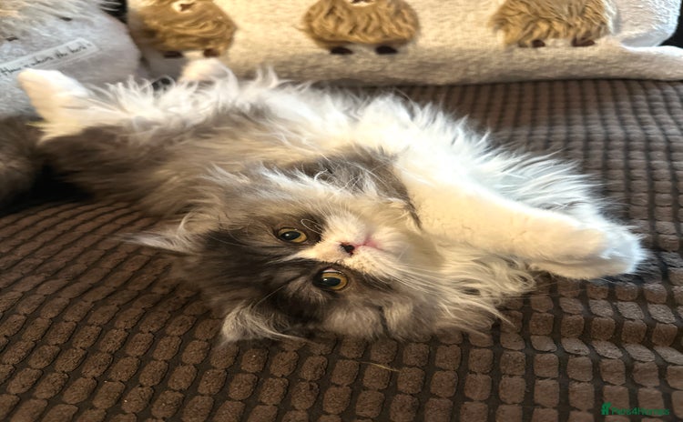 Persian cats Stunning fluffy Persian baby💗 - Advert 13