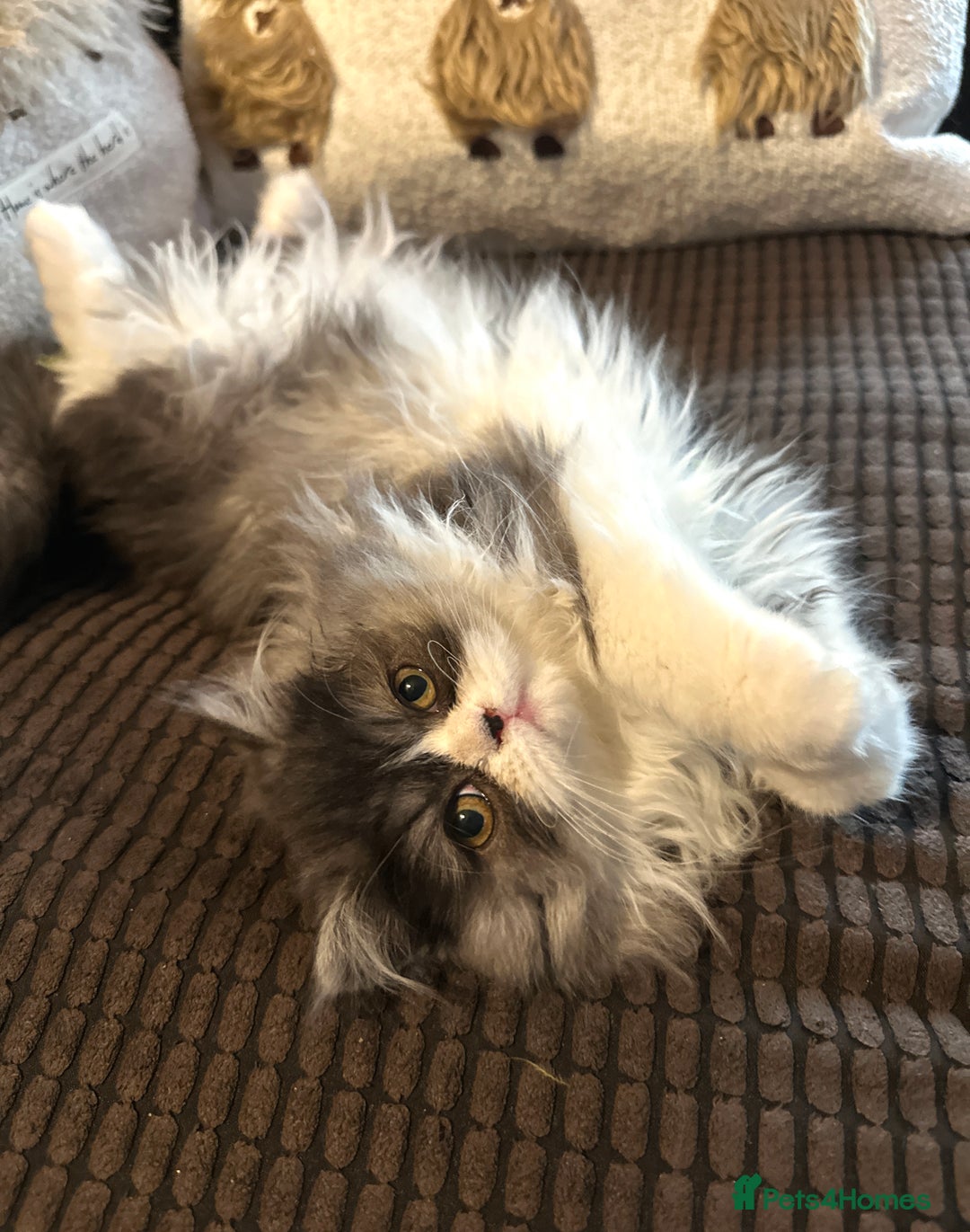Persian cats for sale: Stunning fluffy Persian baby💗 - Advert 1