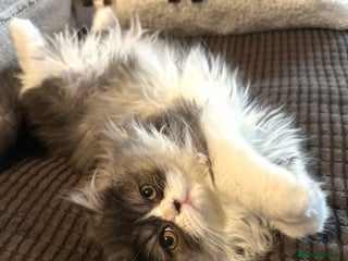Persian cats Stunning fluffy Persian baby💗 - Advert 2