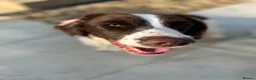English Springer Spaniel dogs for sale: Two fabulous springer spaniels girls - Advert 14