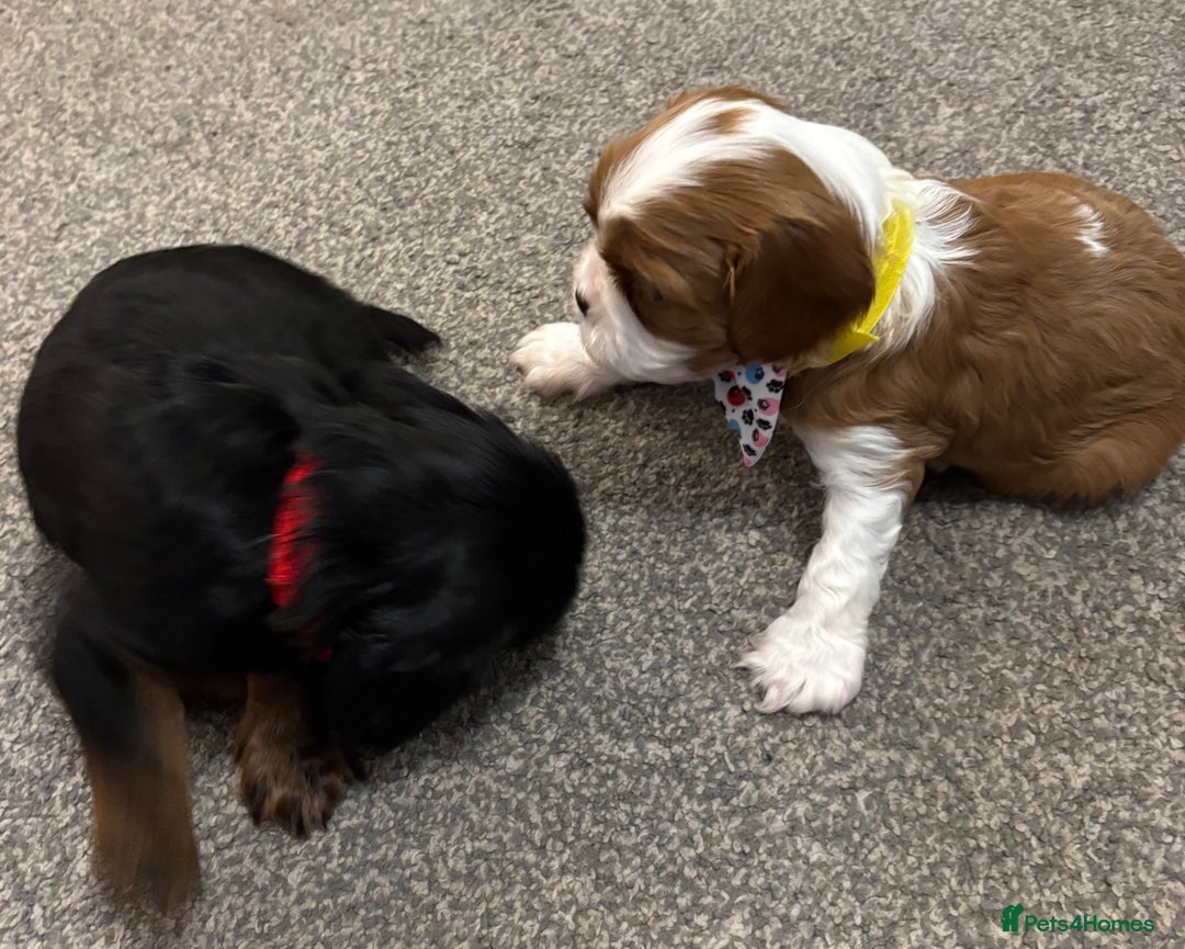 Cavalier King Charles Spaniel dogs for sale: KC registered Cavalier King Spaniel puppies - Advert 5