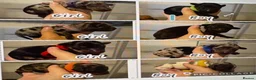 Mixed Breed dogs for sale: Dachshund cross puppies  - Advert 2