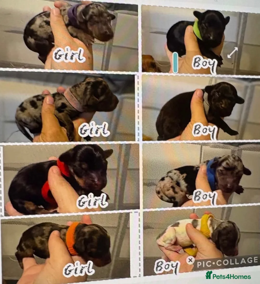 Mixed Breed dogs for sale: Dachshund cross puppies  - Advert 2