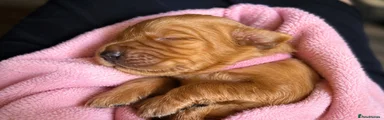 Golden Retriever 3