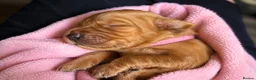 Golden Retriever dogs for sale: Fox red golden retrievers RKC registered  - Advert 2