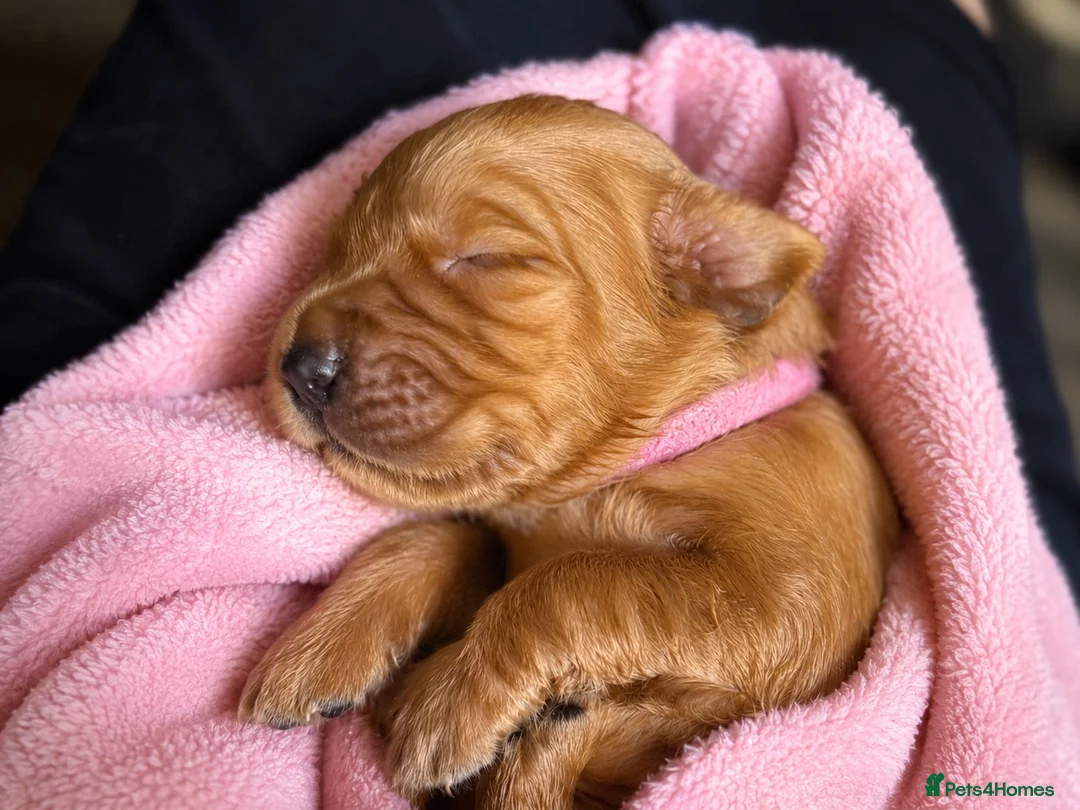 Golden Retriever dogs for sale: Fox red golden retrievers RKC registered  - Advert 2