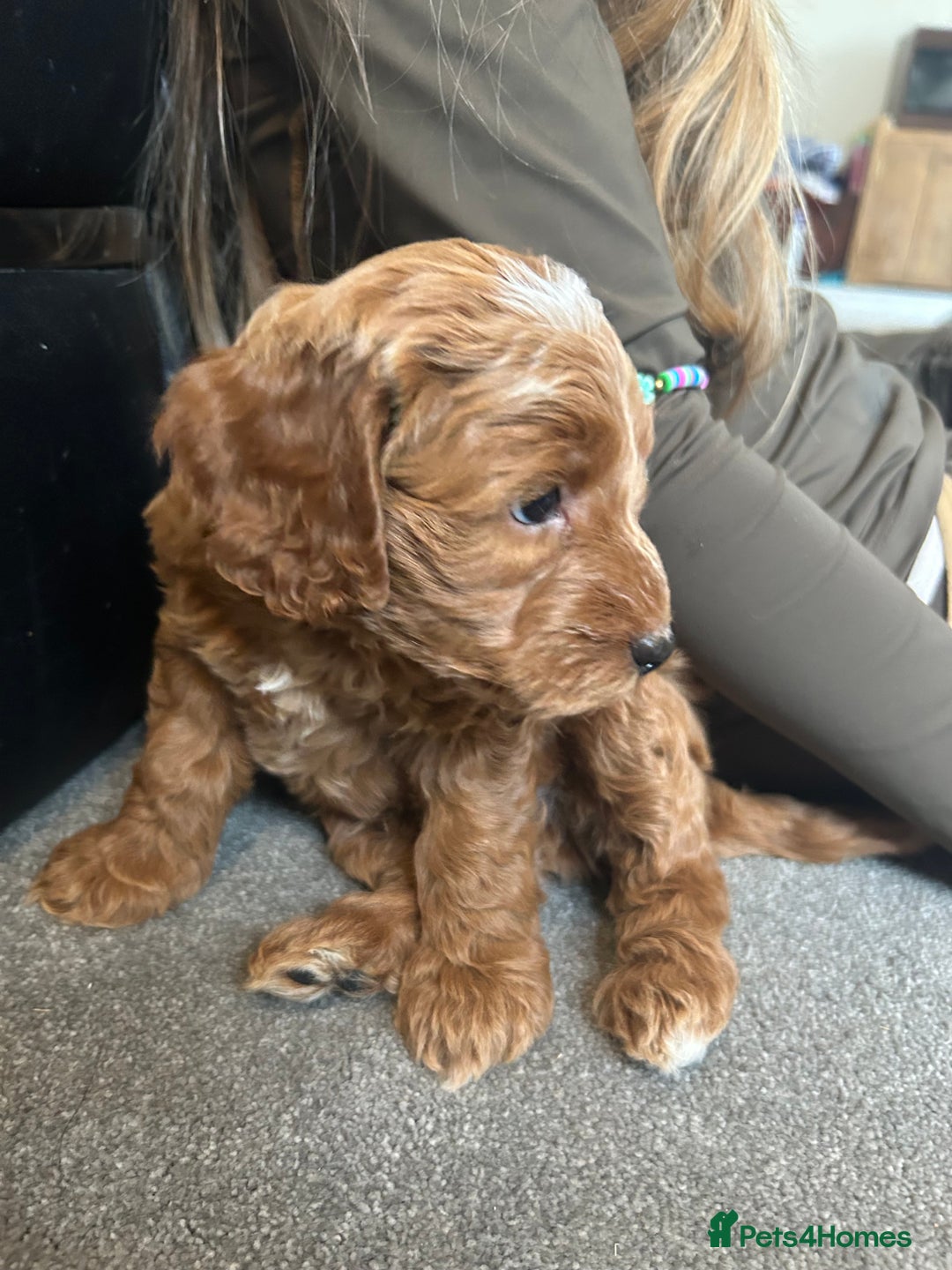 Cockapoo dogs for sale: F1b cockapoo puppies - Image 3