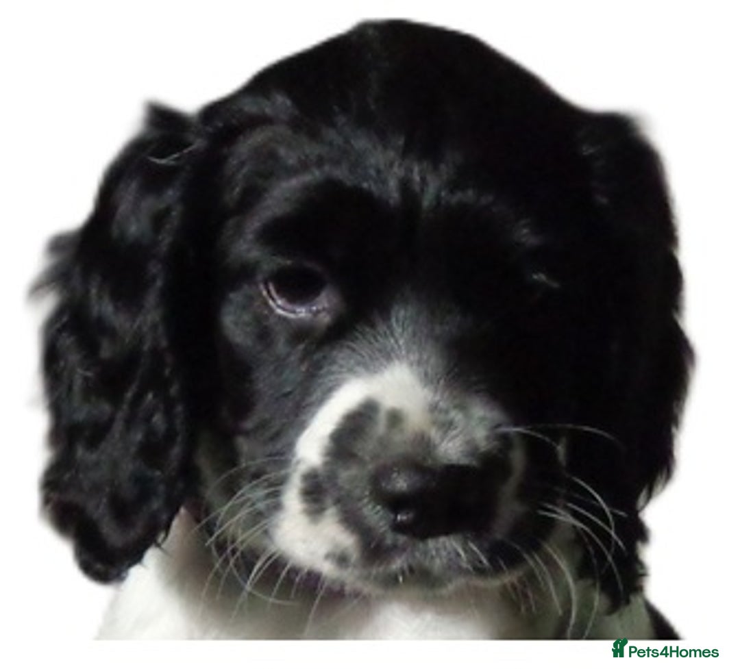 English Springer Spaniel dogs for sale: English Springer spaniel  - Advert 10