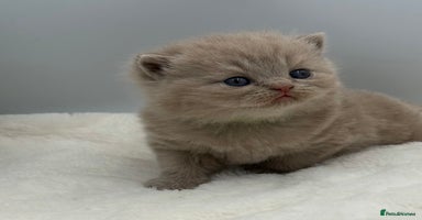 British Shorthair cats - Advert 16