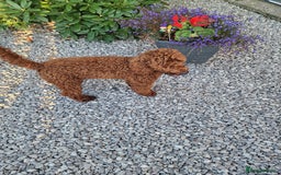 Miniature Poodle dogs for stud: Available for stud duties in Sheffield - Image 4