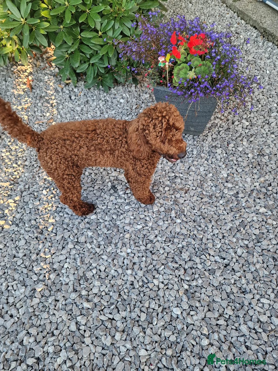 Miniature Poodle dogs for stud: Available for stud duties in Sheffield - Advert 4