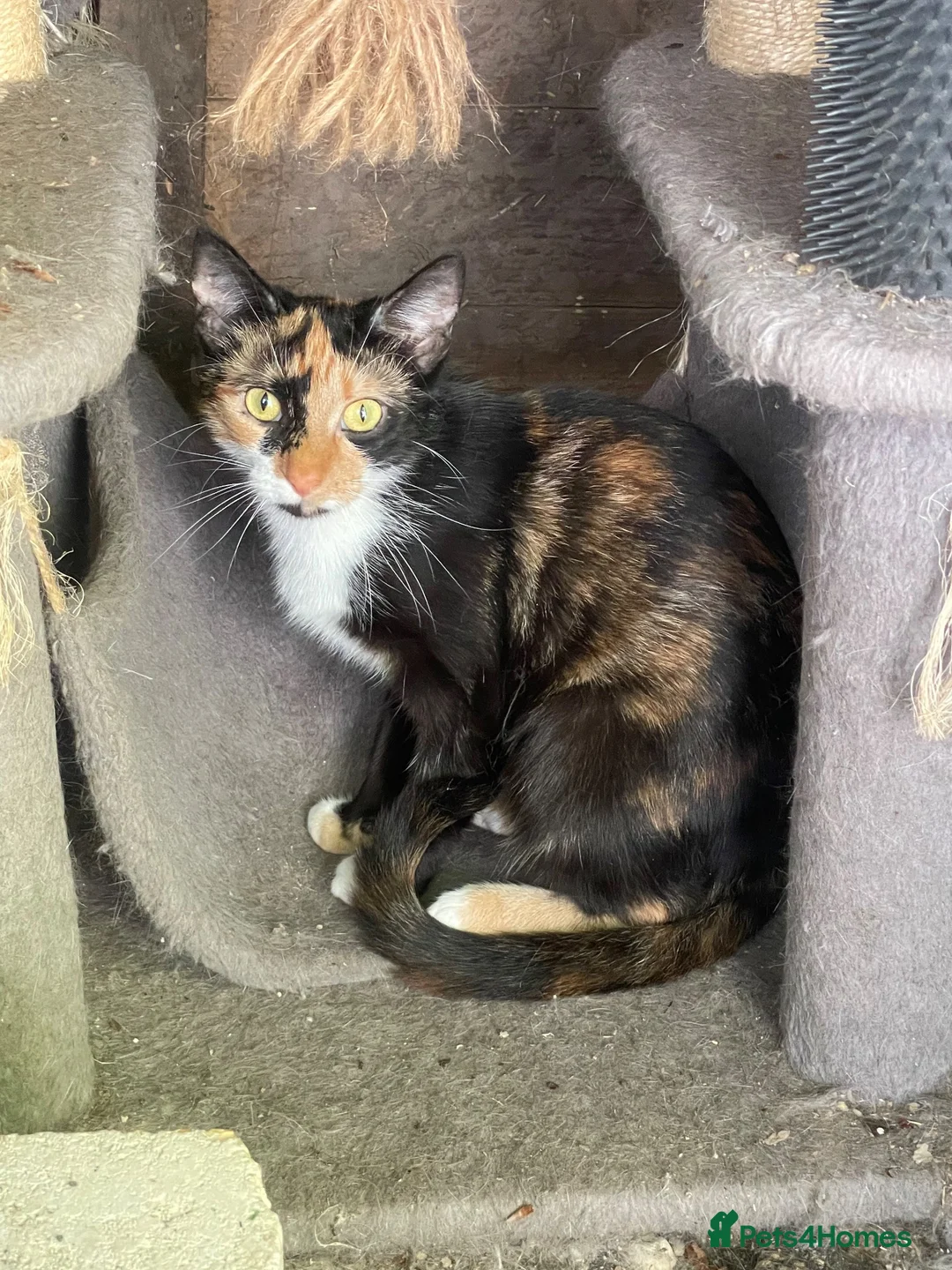 Mixed Breed cats for sale: Kittens  - Advert 1