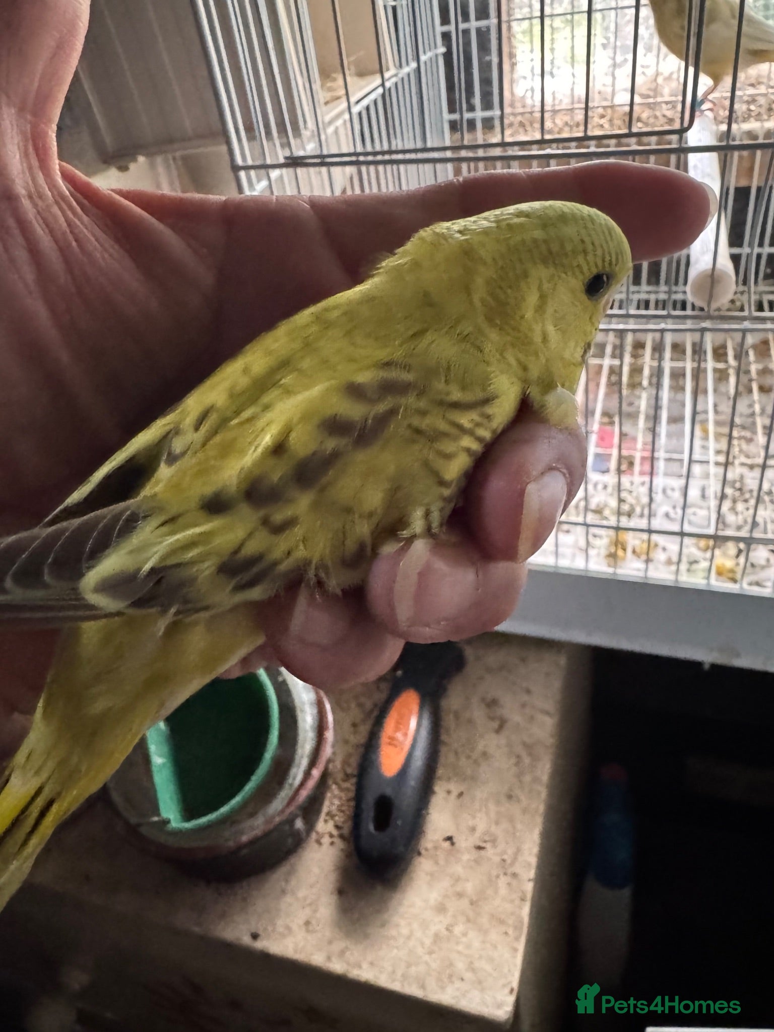 Budgerigars birds Budgies for sale - Advert 13
