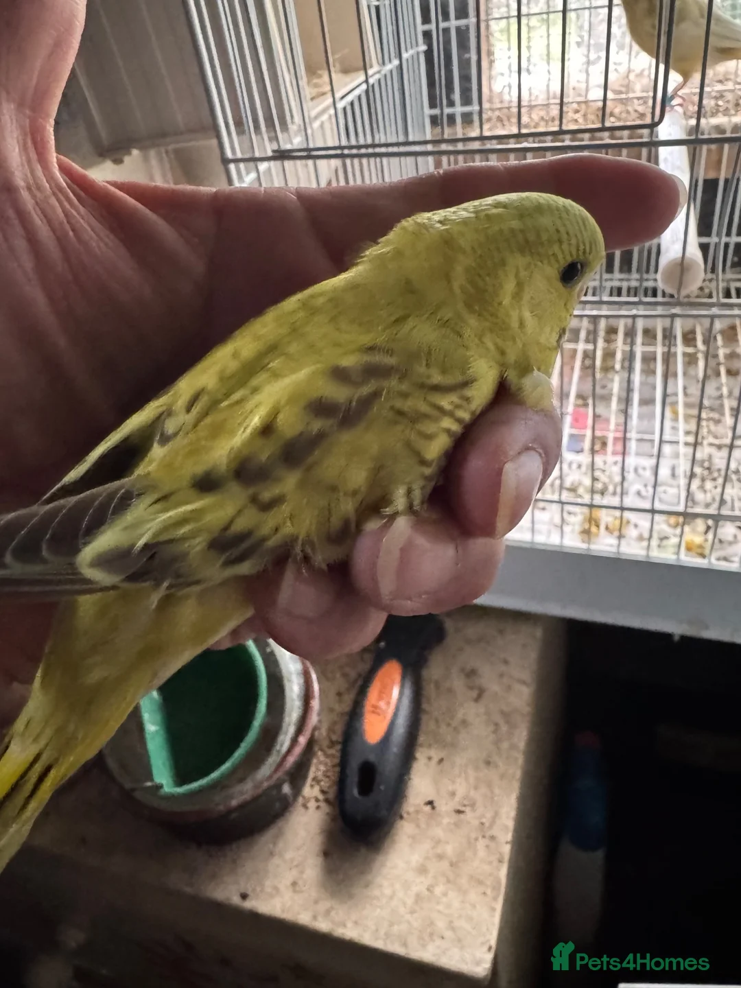 Budgerigars birds for sale: Budgies for sale - Advert 1