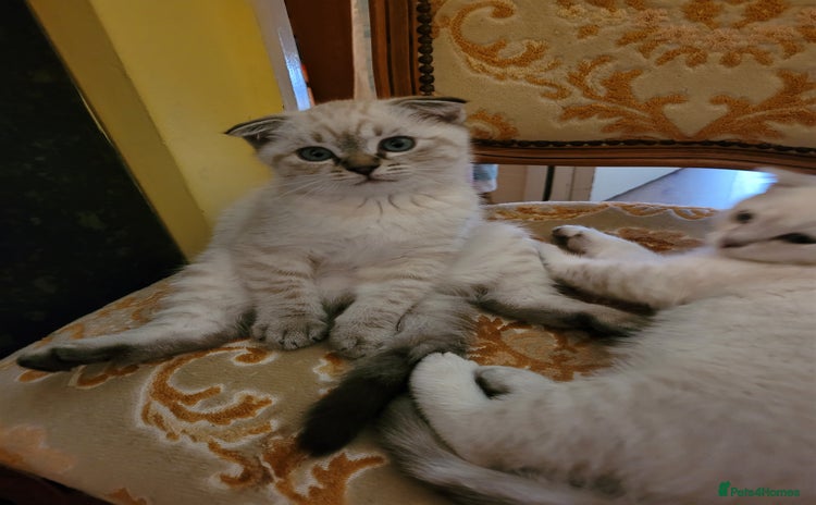 Scottish Fold cats - Advert 15