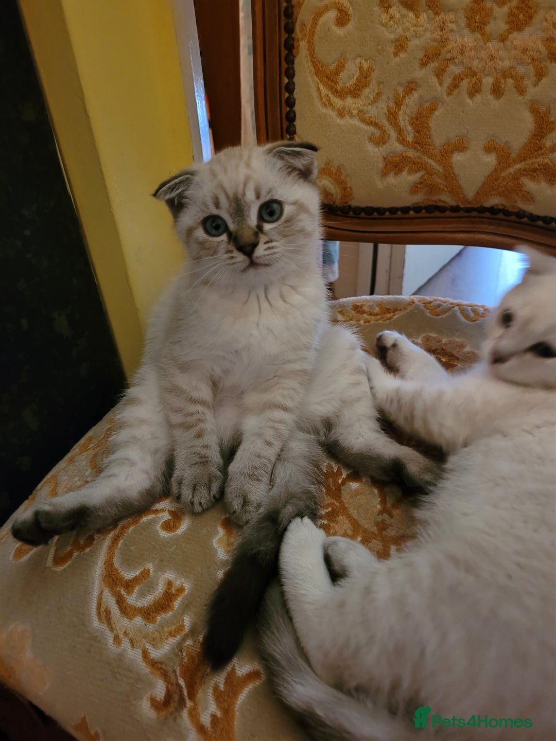 Scottish Fold cats for sale: Scottish fold kittens  - Image 22