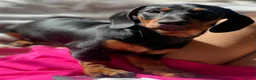 Miniature Dachshund dogs for sale: Miniature dachshund - Advert 3
