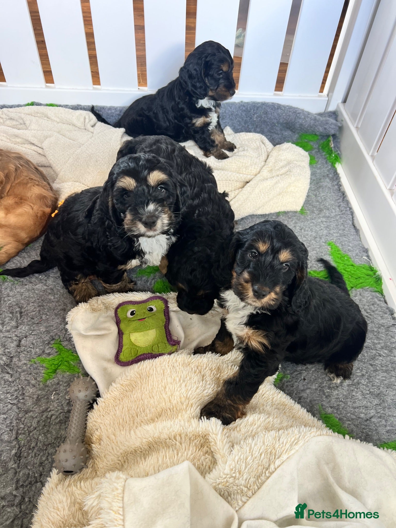 Cockapoo dogs F1 cockapoos boys available  - Advert 1