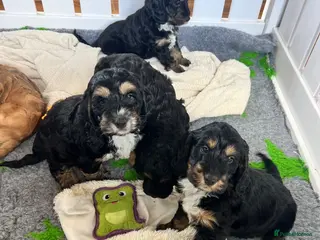 Cockapoo dogs F1 cockapoos boys available - Advert 1