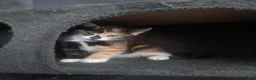 Mixed Breed cats for sale: 5 Beautiful Kittens for sale  - Advert 16