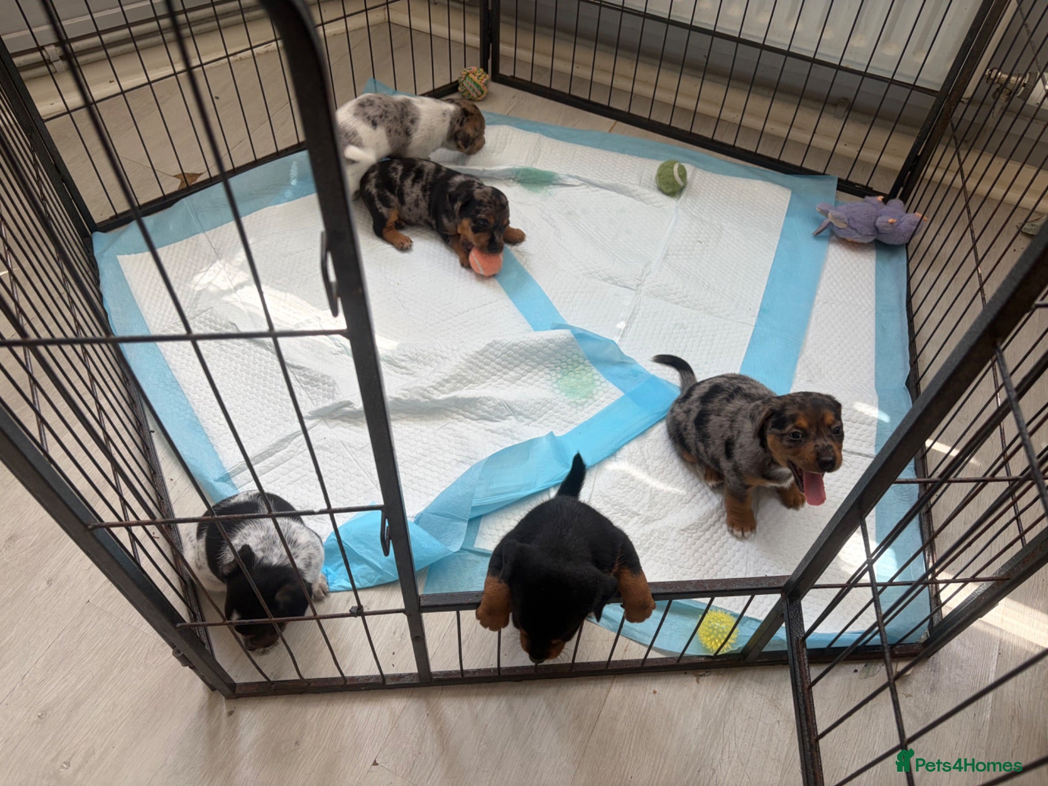 Jack Russell dogs Jack Russell puppies - Advert 17