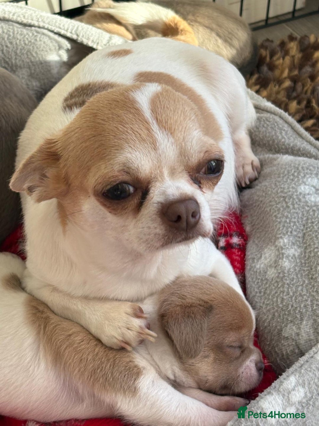Chihuahua dogs for sale: 🩷 smooth coat chihuahua girls for you🩷  - Image 13