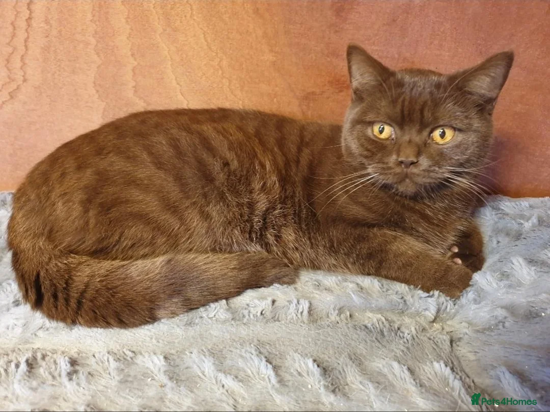 British Shorthair cats for sale: 2 adult girls  - Advert 1