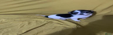 Chihuahua 2