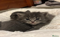 British Shorthair cats for sale: Beautiful grey kitten male  - Image 2