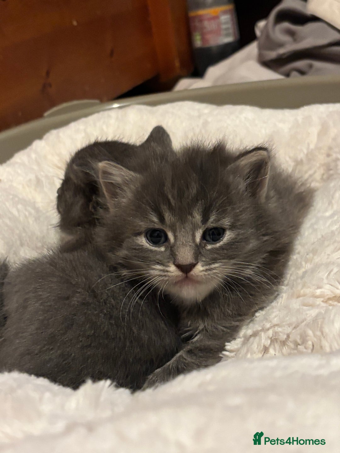 British Shorthair cats for sale: Beautiful grey kitten male  - Image 2