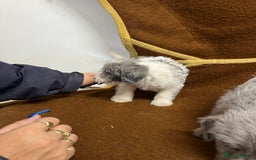 Jackapoo dogs for sale: Beautiful Jackapoo Puppies, READY NOW - Image 13