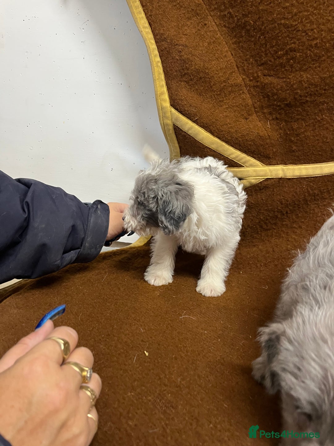 Jackapoo dogs for sale: Beautiful Jackapoo Puppies, READY NOW - Image 13