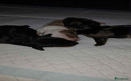 Dachshund dogs for sale: 3 Stunning boy puppies for sale - Image 14