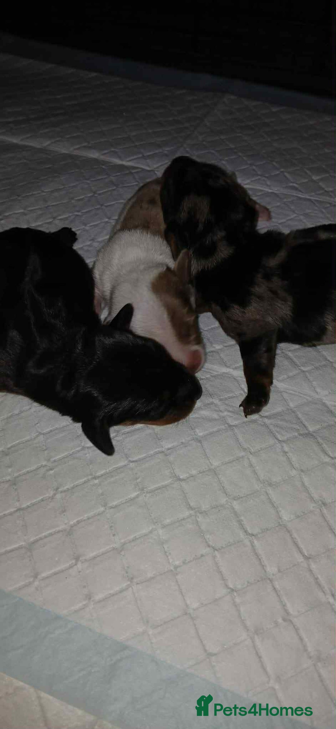 Dachshund dogs for sale: 3 Stunning boy puppies for sale - Image 14