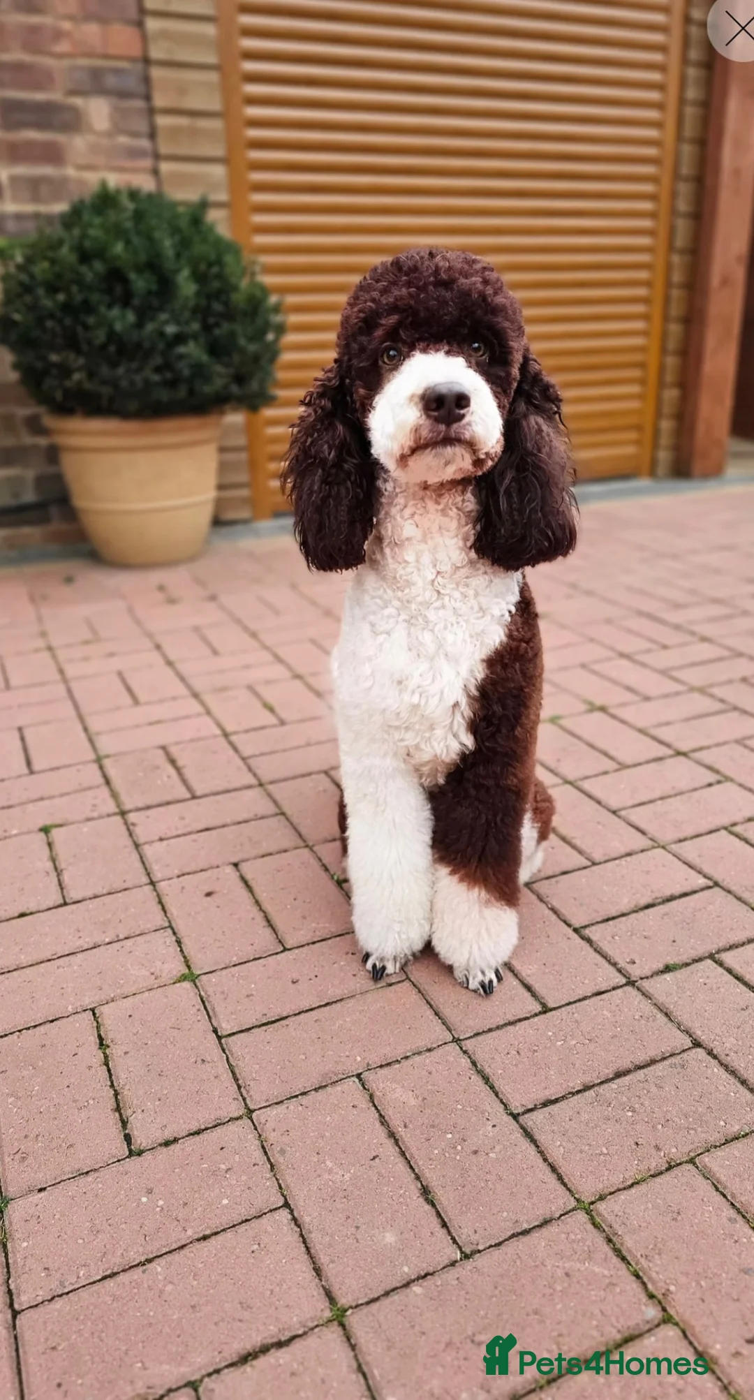 Labradoodle dogs for sale: Beautiful happy labradoodle puppies Ready 15.07.26 - Advert 32